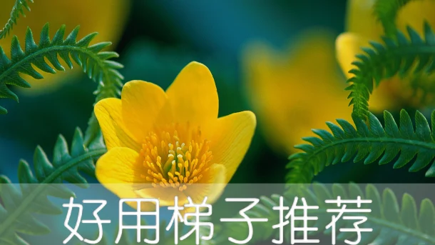2025年4月17日：高速（耶尔加瓦）拉脱维亚梯子和（安特卫普）比利时节点的缩略图