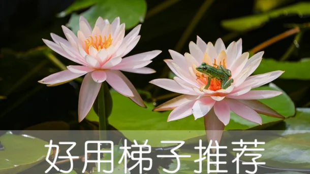 2025年3月7日：稳定日本（久礼坂）梯子和英国（克莱顿）节点的缩略图